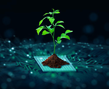 Small plant growing out of a motherboard